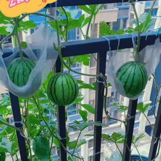 🍉Thin Skin Ruby Mini Watermelons Seeds