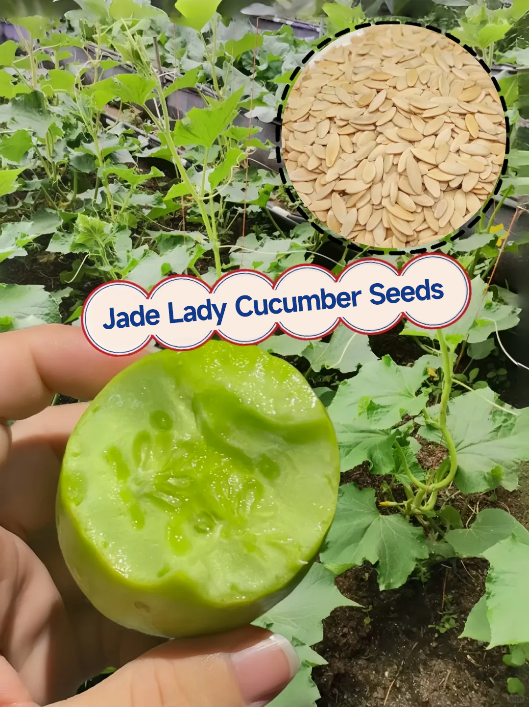 🌟 Jade Lady Cucumber Seeds🥒