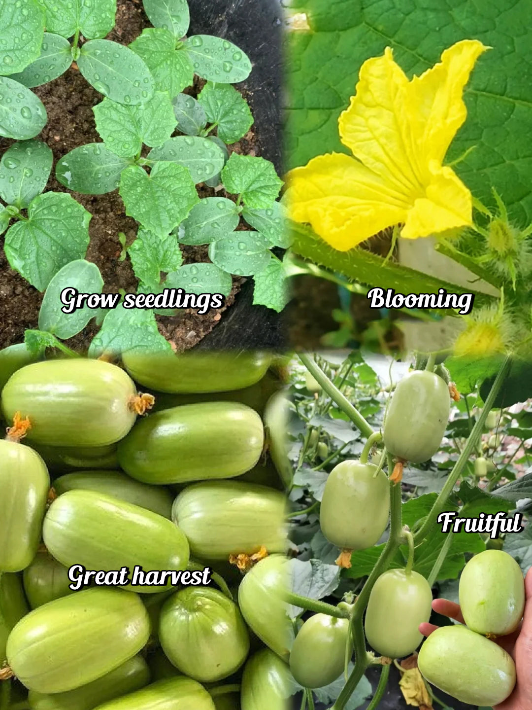 🌟 Jade Lady Cucumber Seeds🥒