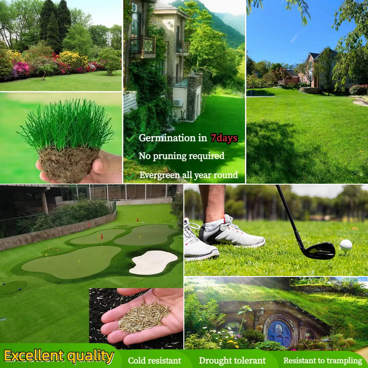Evergreen Dwarf. Grass Seed YT
