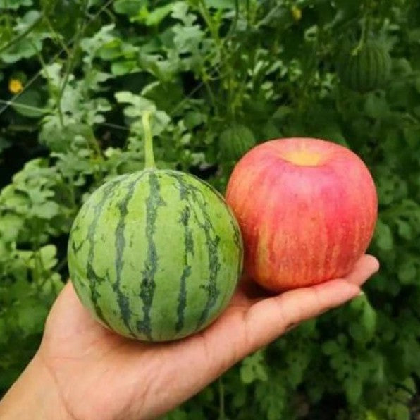🍉Thin Skin Ruby Mini Watermelons Seeds