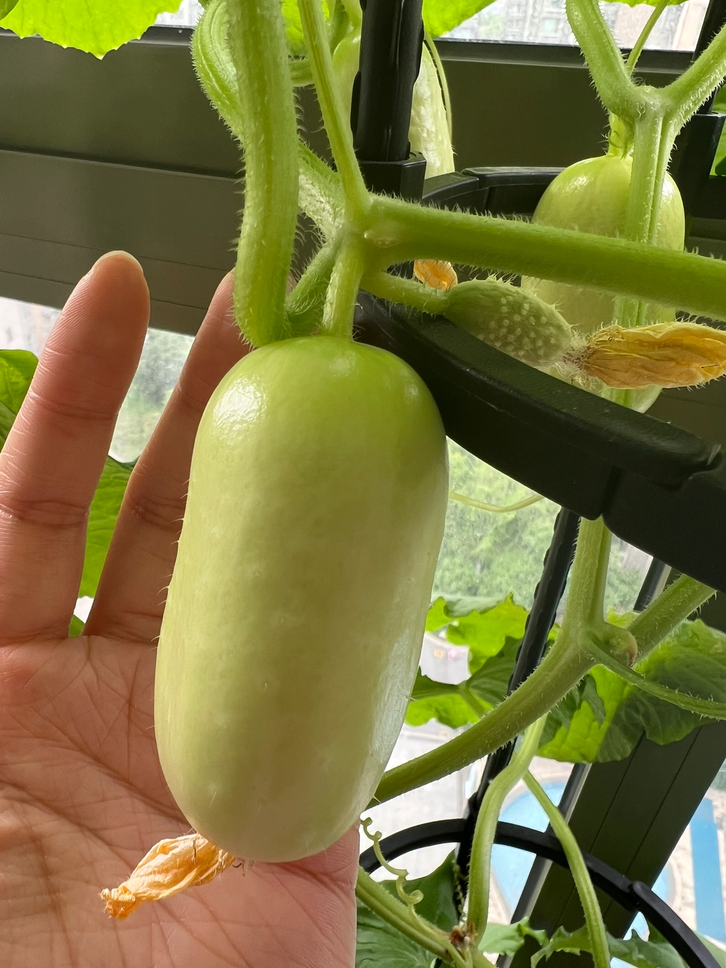 🌟 Jade Lady Cucumber Seeds🥒