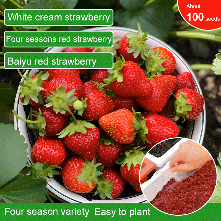 🔥All-year-round strawberry seeds🍓