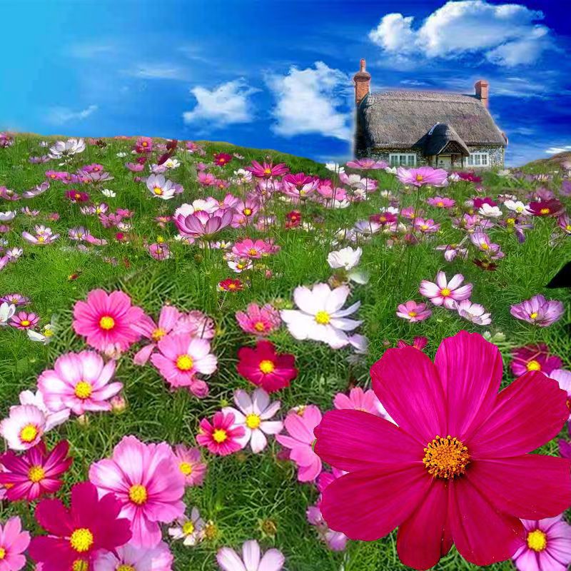 Wildflower Seed Mix