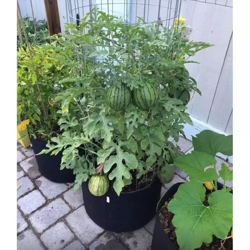 🍉Thin Skin Ruby Mini Watermelons Seeds