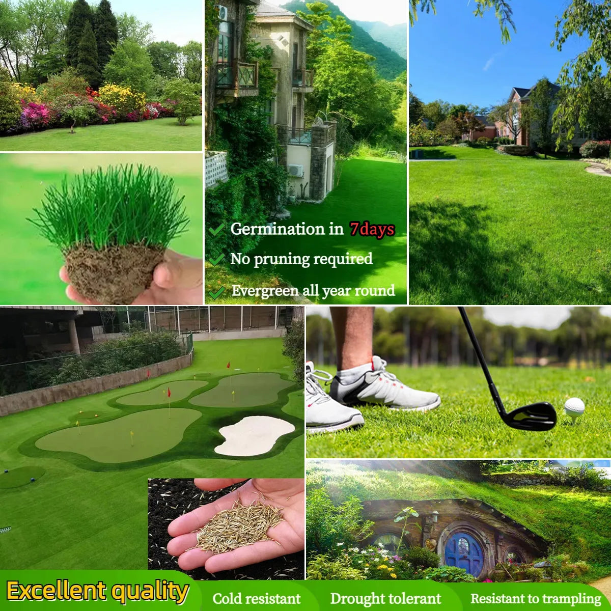 Evergreen Dwarf Grass Seed YT