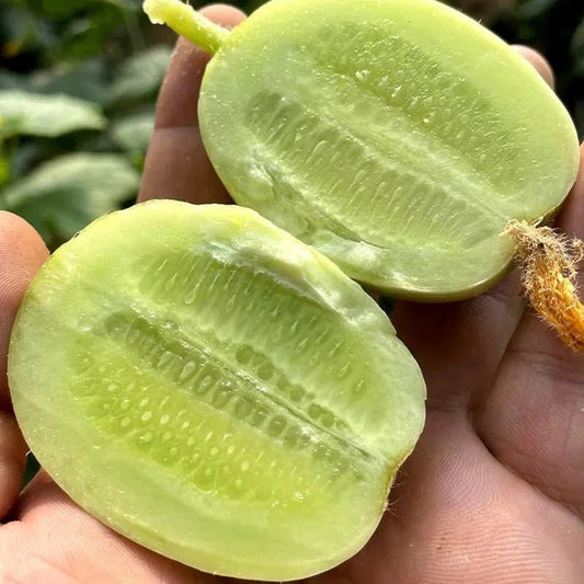 🌟 Jade Lady Cucumber Seeds🥒