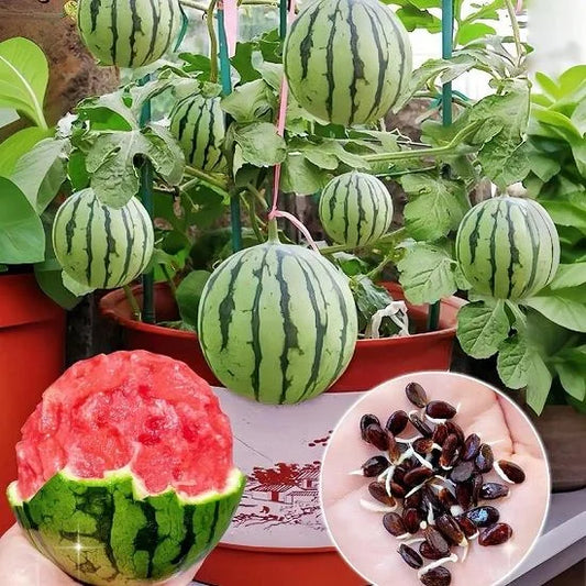 🍉Thin Skin Ruby Mini Watermelons Seeds